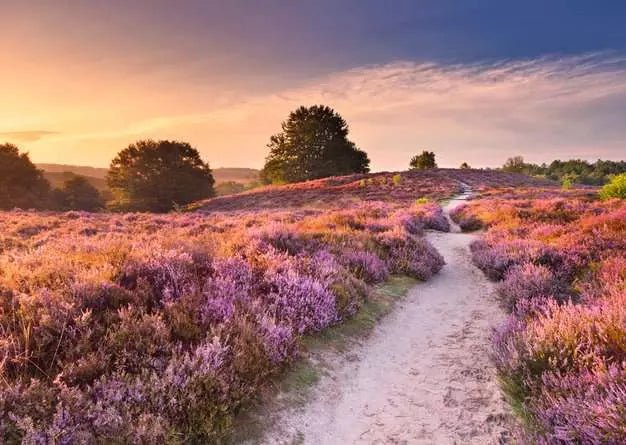 Ravensburger: Jigsaw Puzzle Beautiful Walkways: Pink Pathway - 1000 Pieces Puzzle - GamesLand Canada